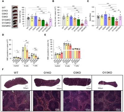 Simultaneous deletion of ORMDL1 and ORMDL3 proteins disrupts immune cell homeostasis